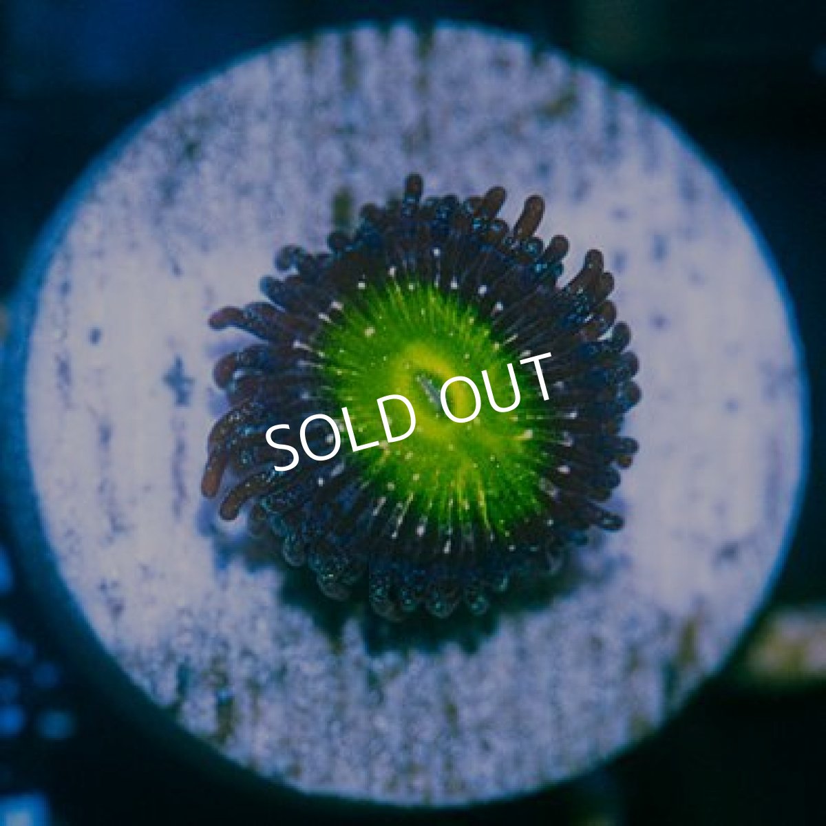 画像2: ◇Special Price◇ USAマメスナ アップルスミス No.2 (2)