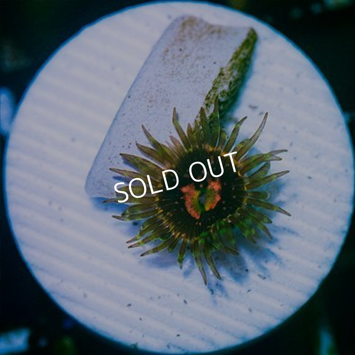 画像2: ◇Special Price◇ USAマメスナ ロースチャーチ No.2 (2)