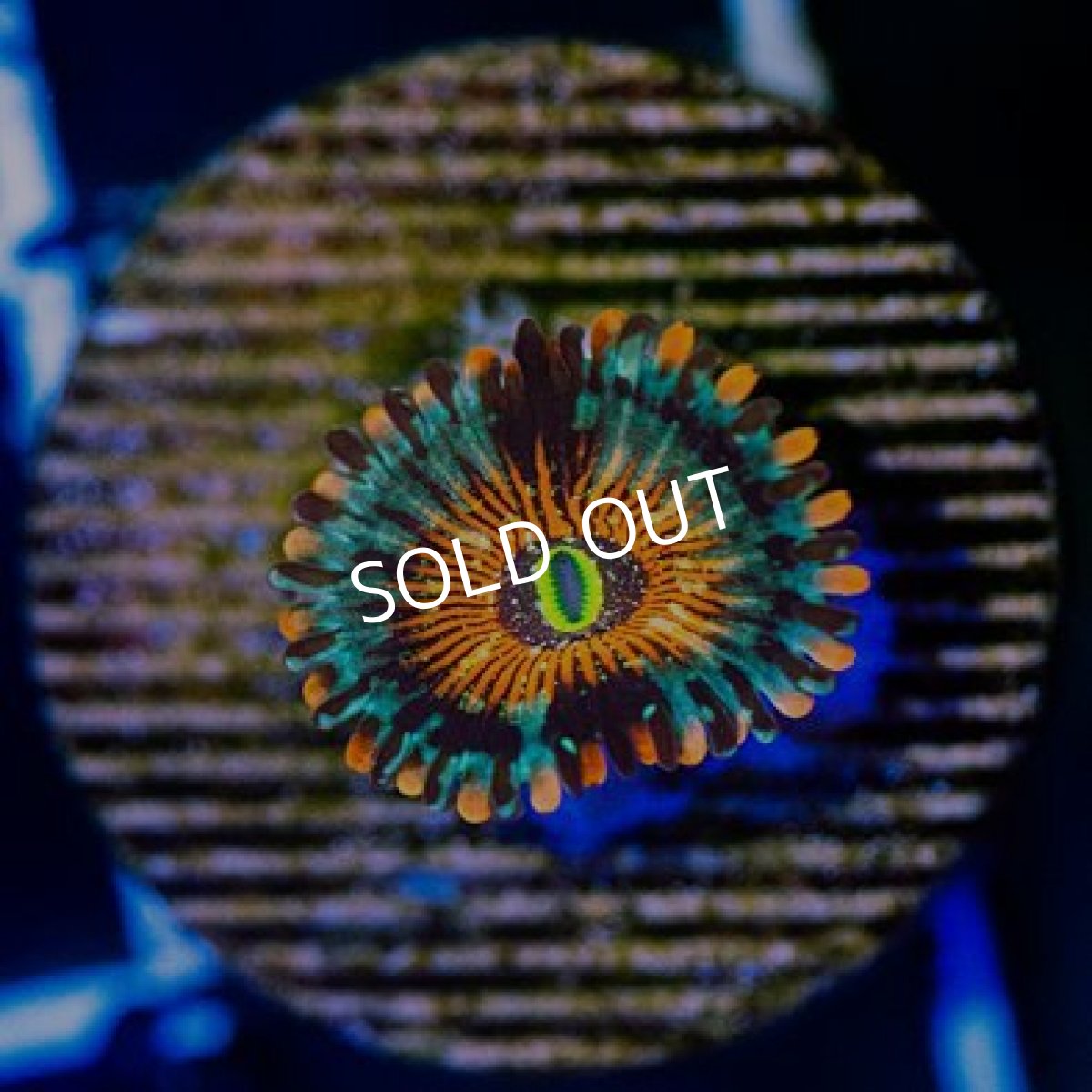 画像2: ◇Special Price◇ USAマメスナ アガベスチャンク No.3 (2)