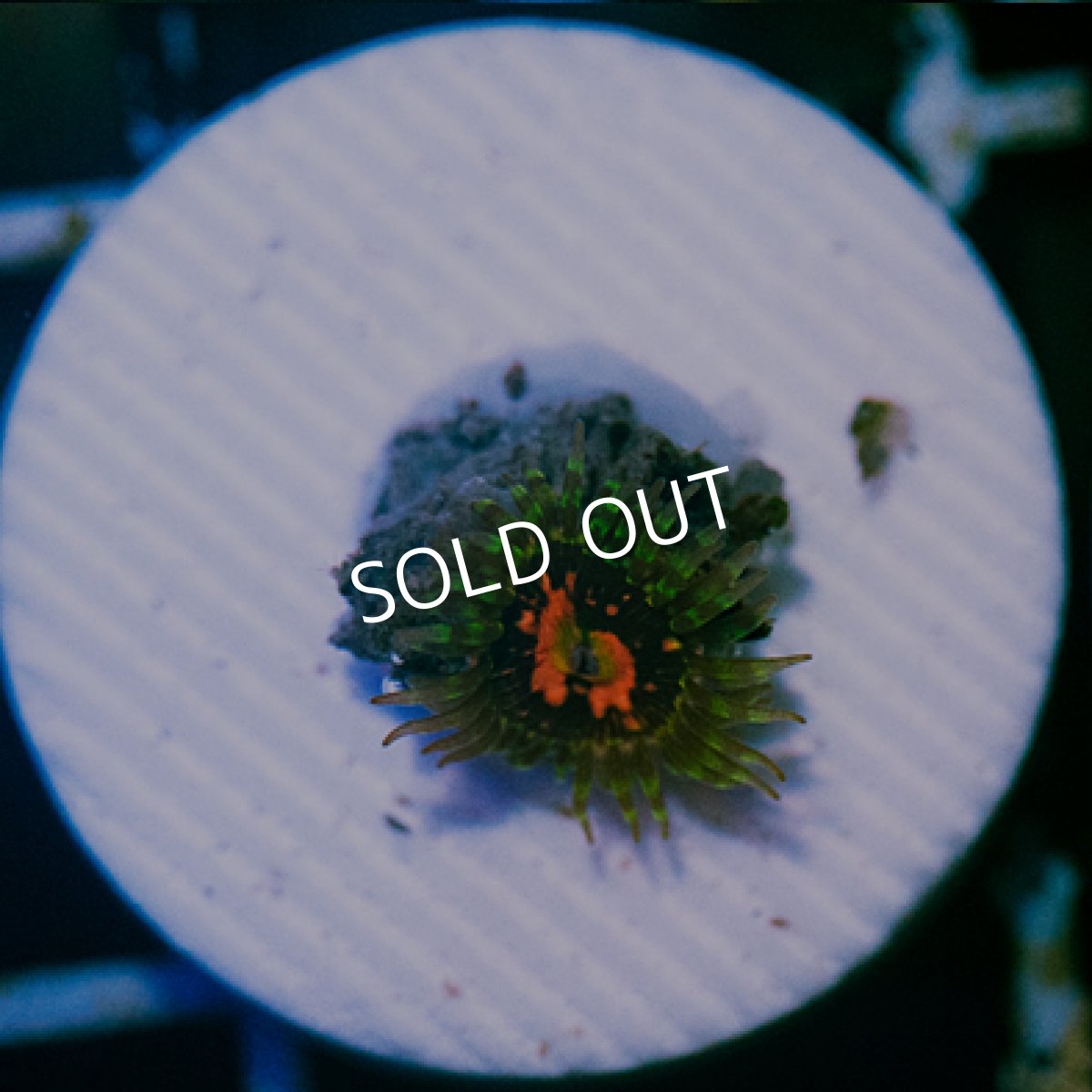 画像2: <special price> USAマメスナ ロースチャーチ No.1 (2)