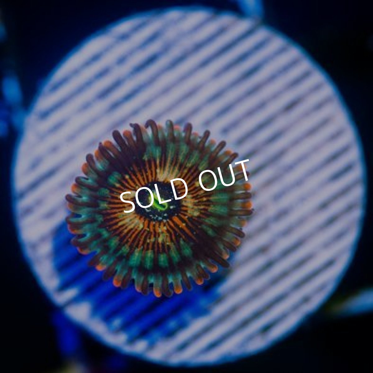 画像2: ◇Special Price◇USAマメスナ アガベスチャンク No.1 (2)