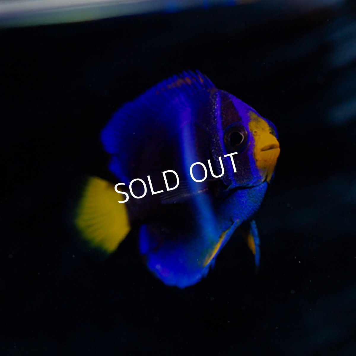 画像2: ◇20%off WinterSALE◇ウエストアフリカンエンゼル　ブルー (2)