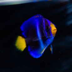 画像2: ◇20%off WinterSALE◇ウエストアフリカンエンゼル　ブルー (2)