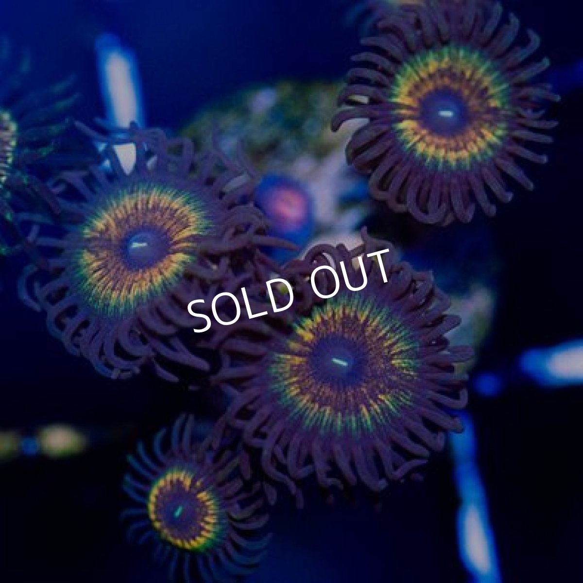 画像2: ◇Special Price◇ USAマメスナ レインボーヴァンパイヤ (2)