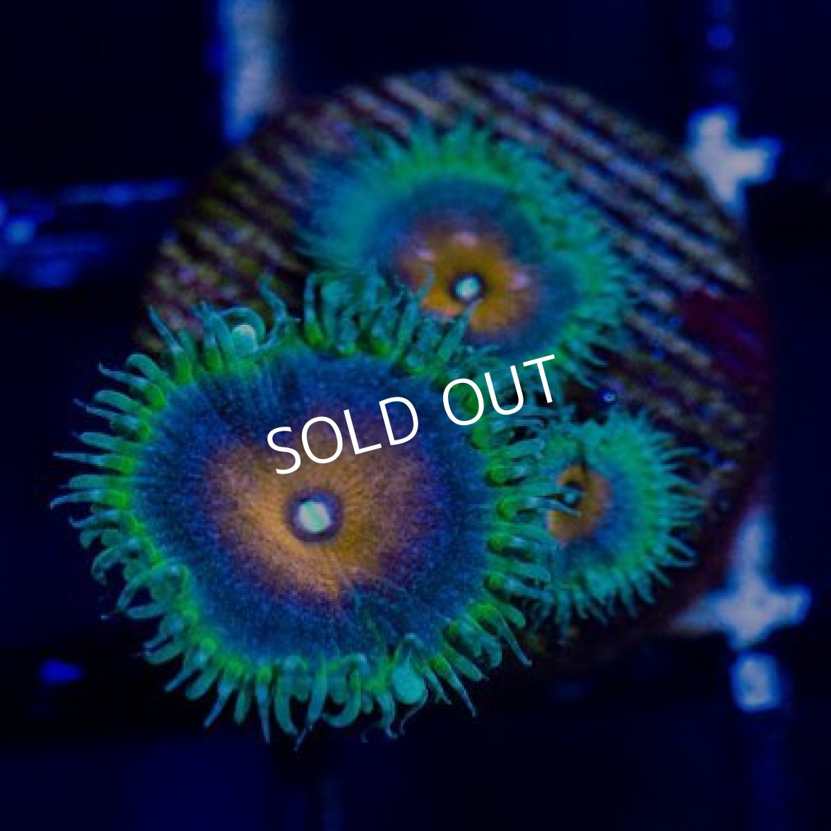 画像2: ◇Special Price◇ USAマメスナ キャプテンアメリカ No.2 (2)