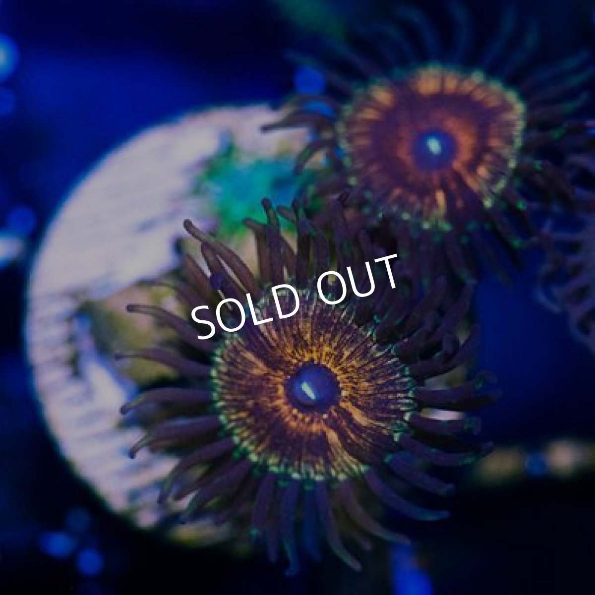 画像2: ◇Special Price◇ USAマメスナ　ピュアブラッド (2)