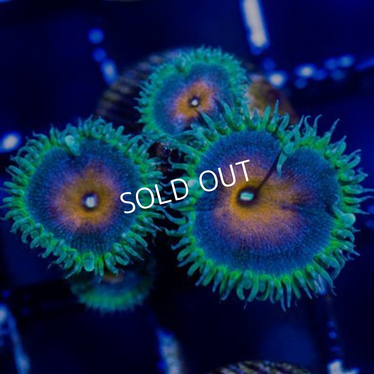 画像2: ◇Special Price◇ USAマメスナ　キャプテンアメリカ No.1 (2)