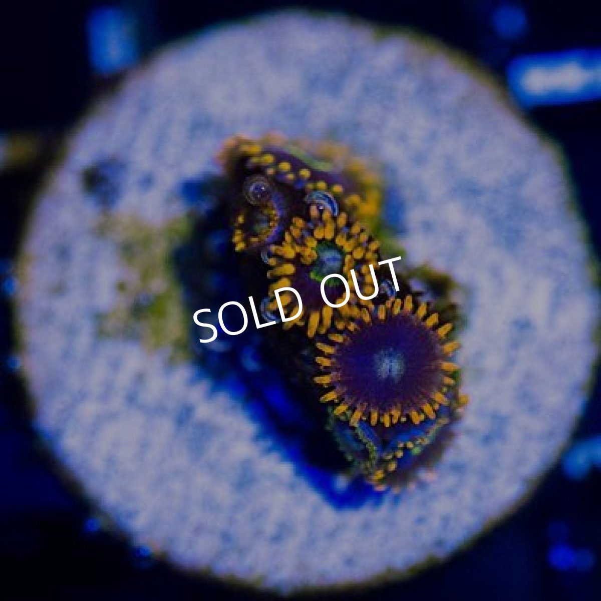 画像2: ◇Special Price◇ USAマメスナ　レインボーホーネット (2)