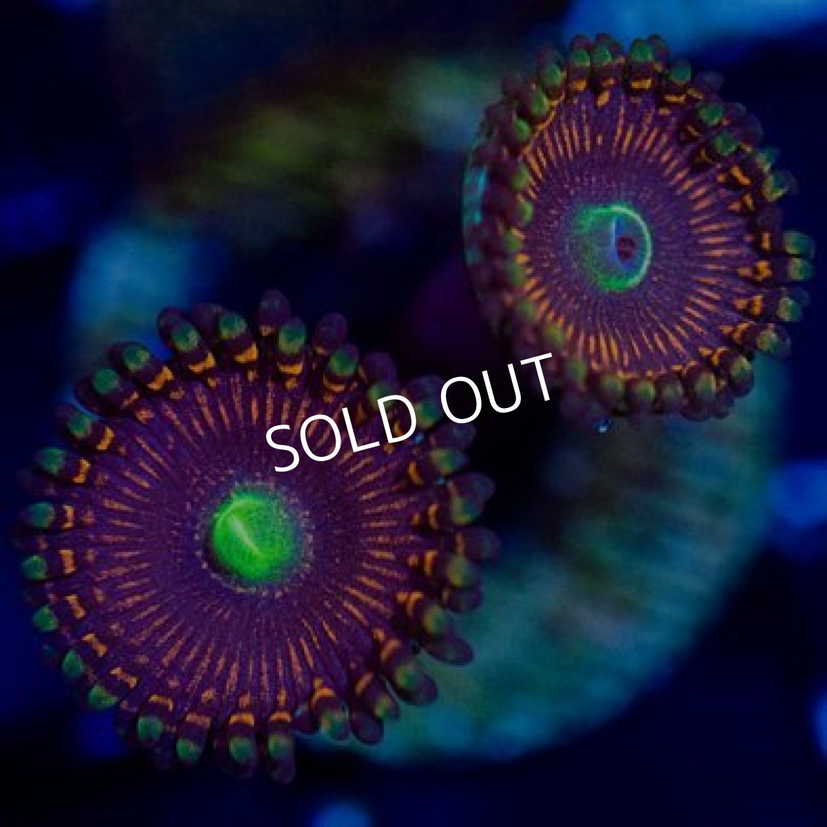 画像2: ◇Special Price◇ USAマメスナ　ハイパーフェニックス (2)