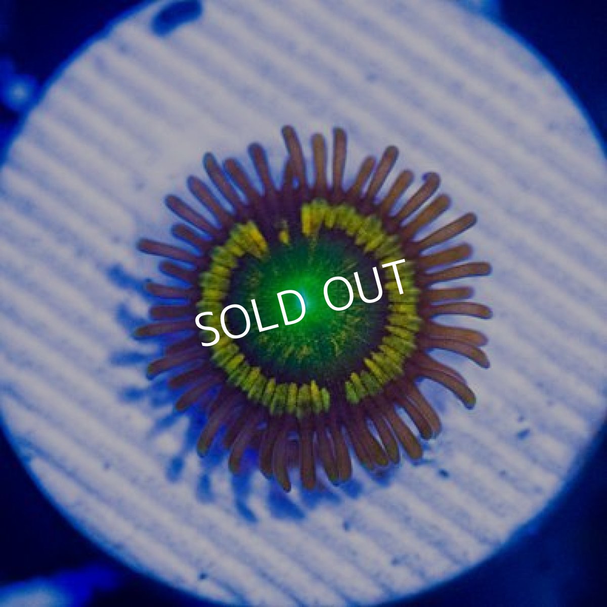 画像2: ◇Special Price◇ USAマメスナ ゴンゾースシトラスクーラー (2)