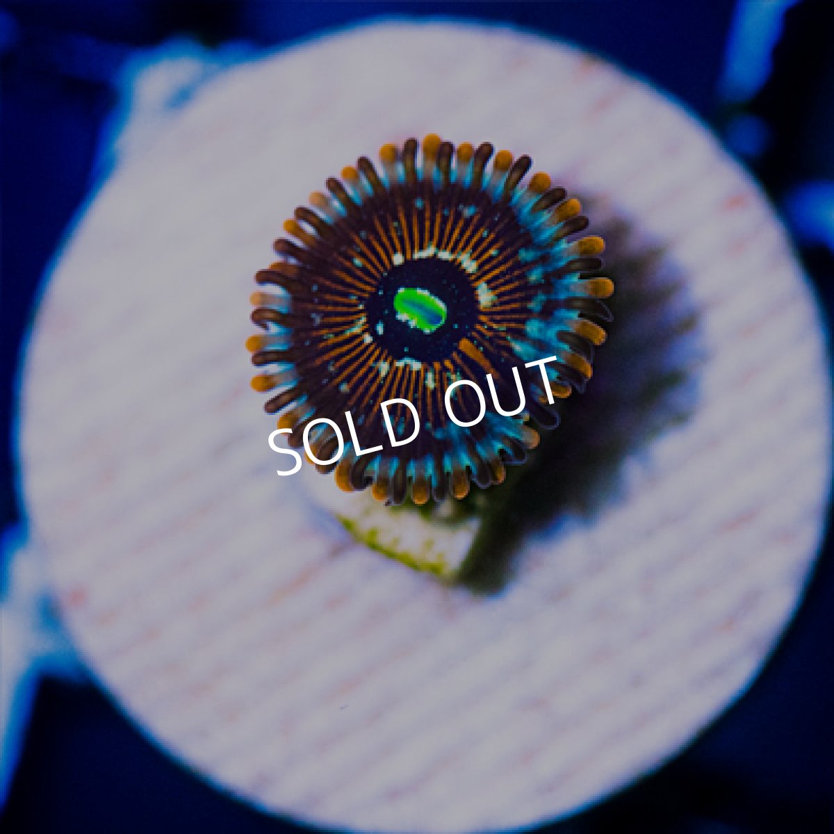 画像2: ◇Special Price◇ USAマメスナ アガベスチャンク No.4 (2)