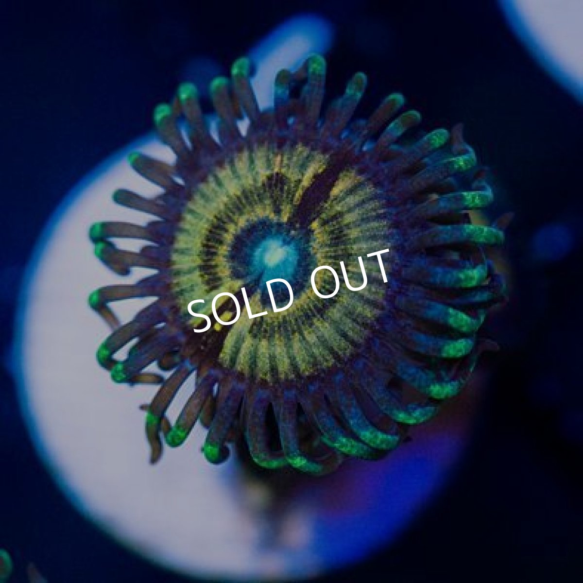 画像2: ◇Special Price◇ USAマメスナ　ペトログラフ No.1 (2)