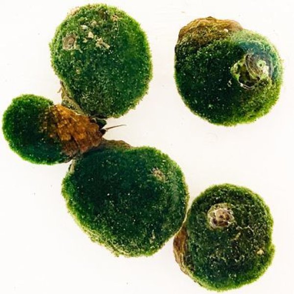 Amazon.co.jp: 【海水生体】スーパー シッタカ貝10匹 （2cm