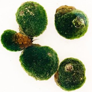 苔とり貝 スーパーシッタカ 5匹セット 海水魚専門店 Ceppo Onlinestore