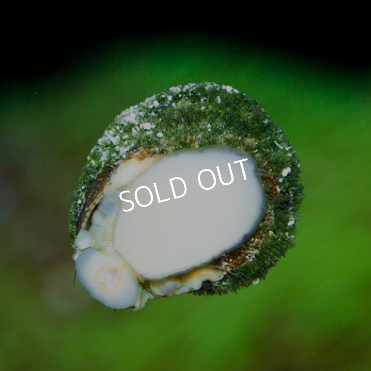 画像3: ■年末特別価格50％OFF■苔とり貝 スーパーシッタカ　20匹セット (3)