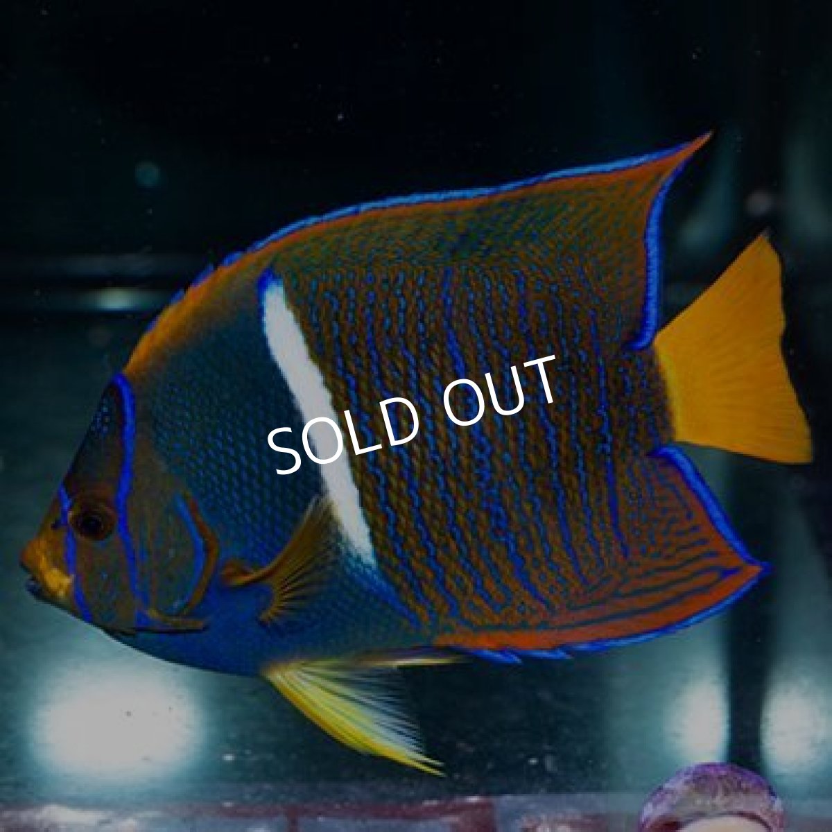 画像2: ◇SALE◇パッサーエンゼル　ML (2)