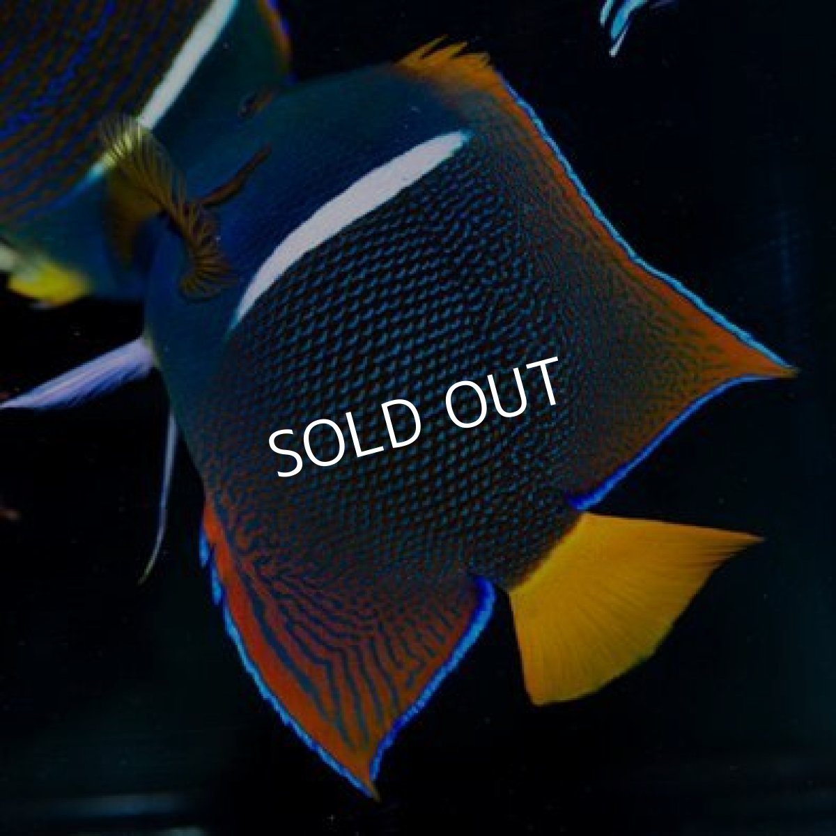 画像2: ◇SALE◇パッサーエンゼル　L　♂ (2)