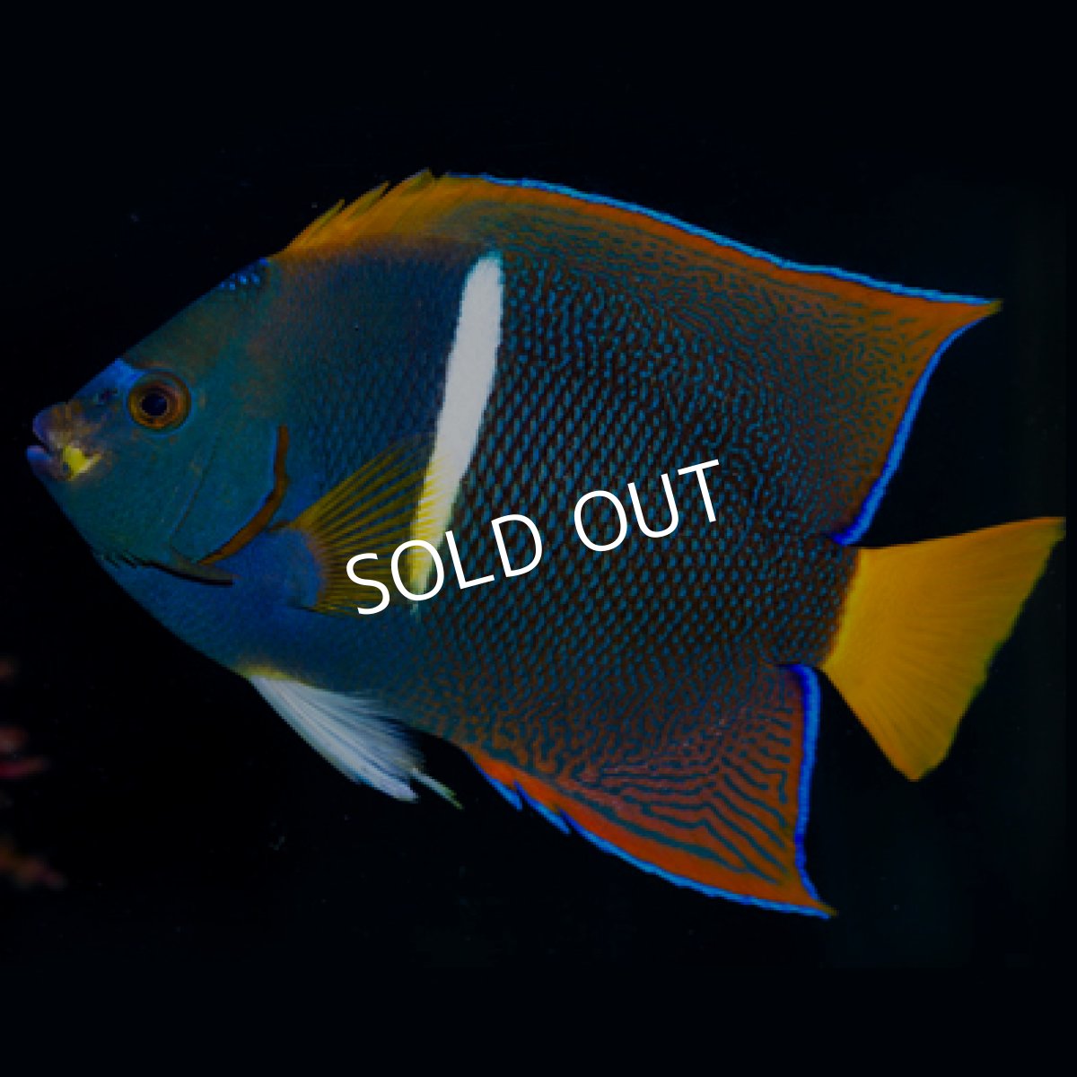 画像3: ◇SALE◇パッサーエンゼル　L　♂ (3)