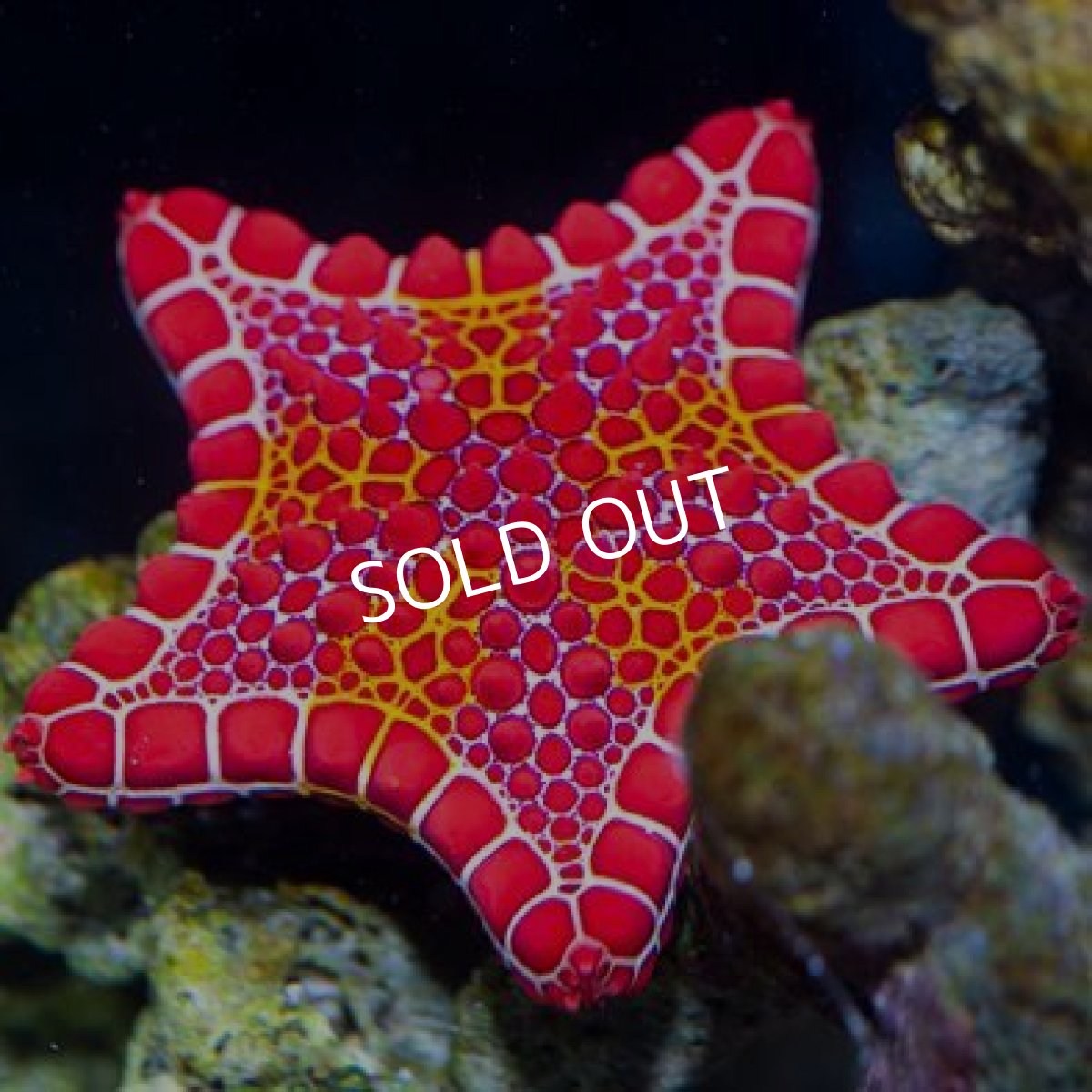 画像2: チェリーブリックビスケットスター (2)