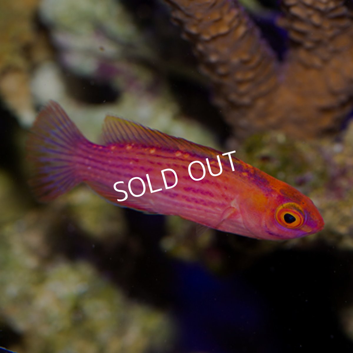 画像2: イヤールズラス (2)