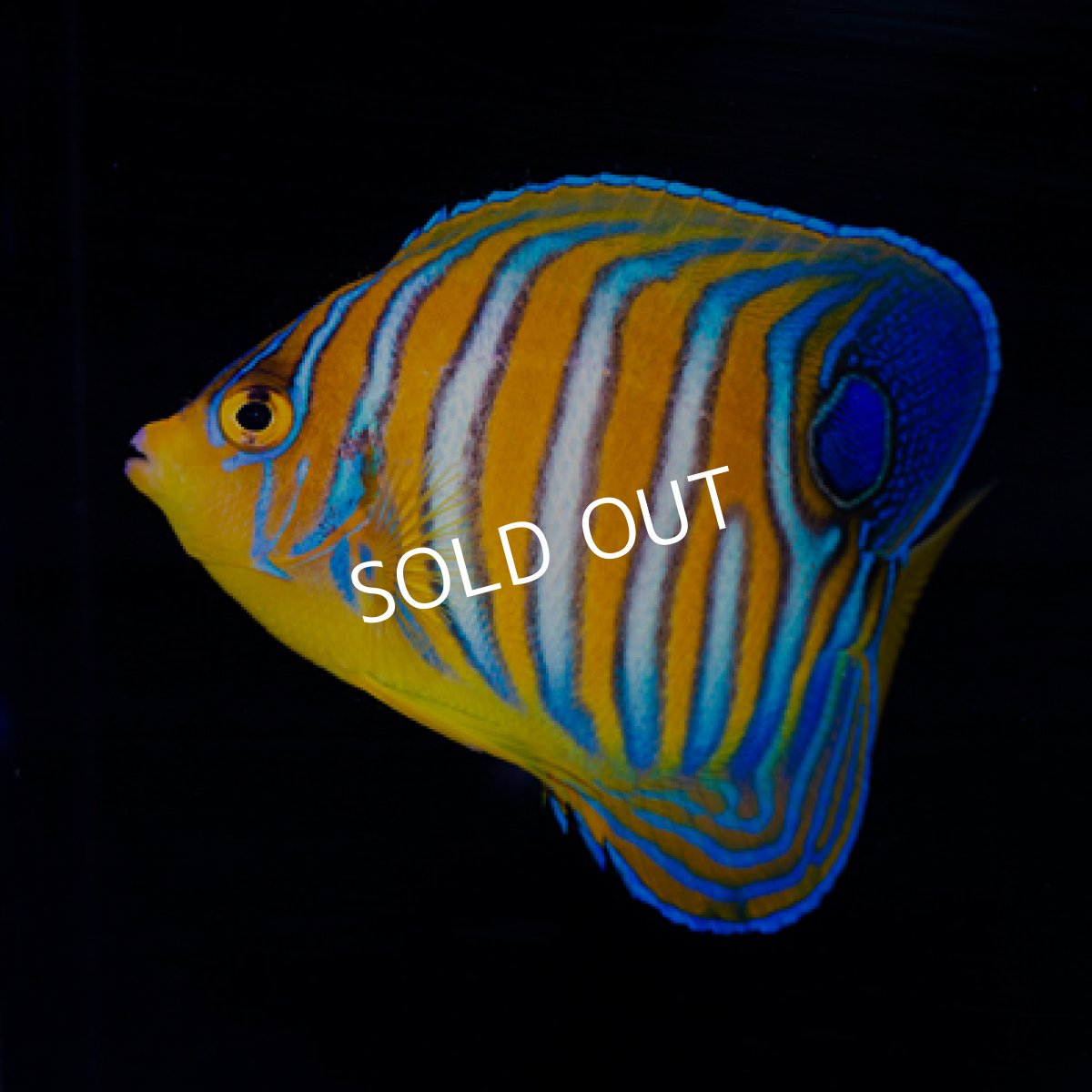 画像2: インドニシキヤッコ M (2)