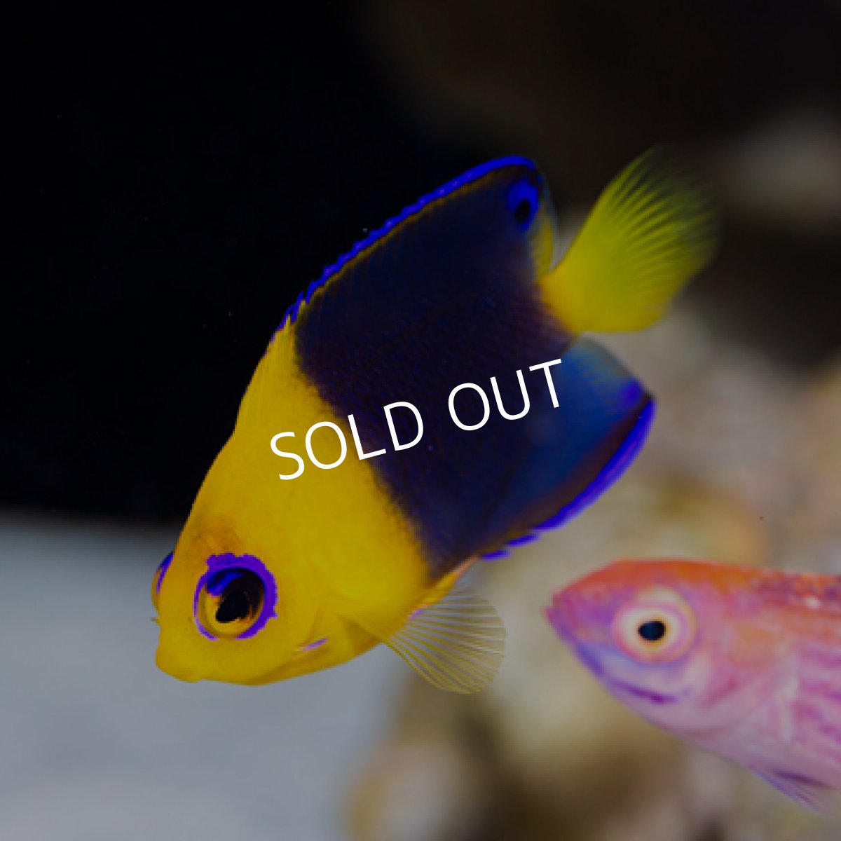 画像2: ココスピグミーエンゼル S (2)