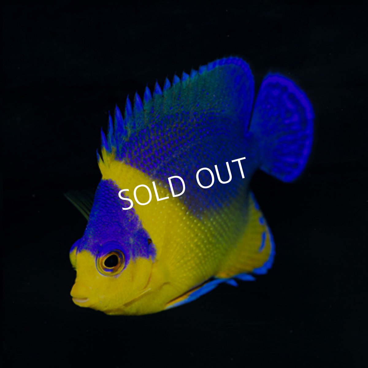 画像2: 八重山産 スミレヤッコ M  (2)