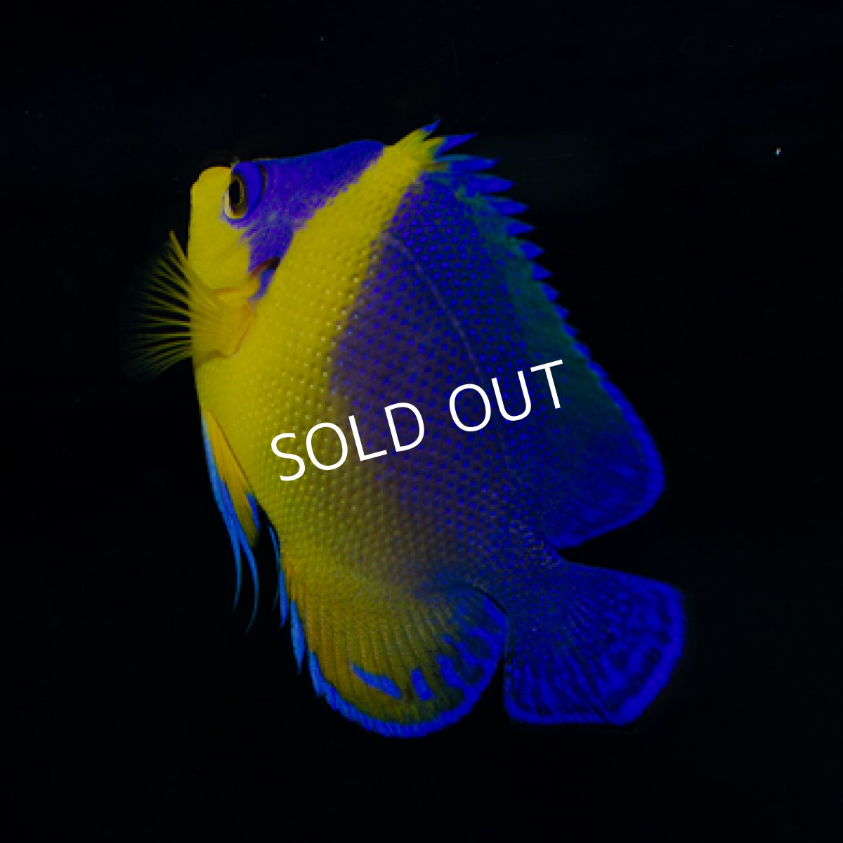 画像3: 八重山産 スミレヤッコ M  (3)