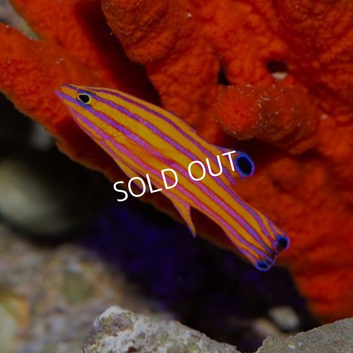 画像3: ■SALE20%off■キャンディバスレット ペア (3)