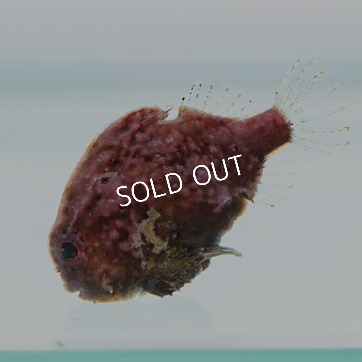 画像3: 近海産 ダンゴウオ(個体指定不可) (3)