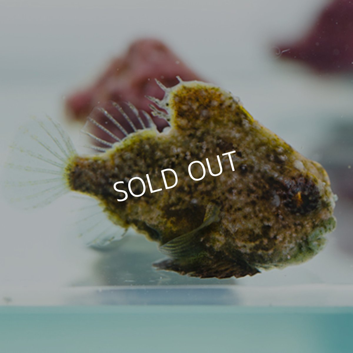 画像5: 近海産 ダンゴウオ(個体指定不可) (5)