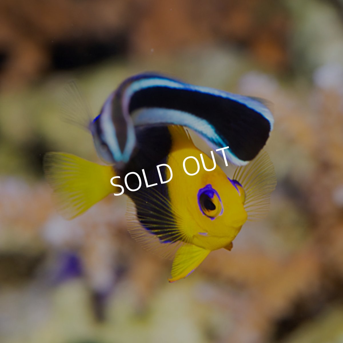 画像3: ココスピグミーエンゼル S (3)