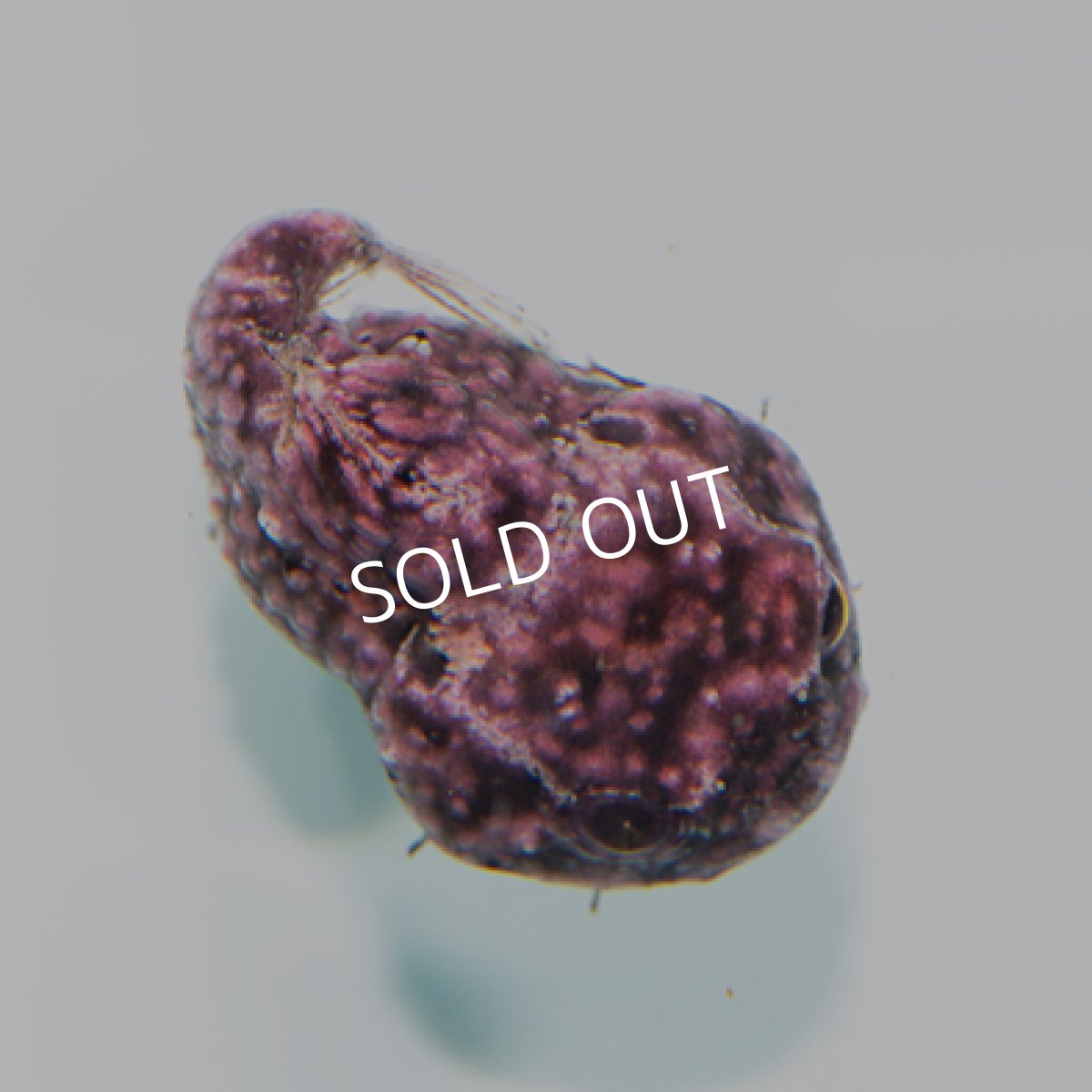 画像4: 近海産 ダンゴウオ(個体指定不可) (4)