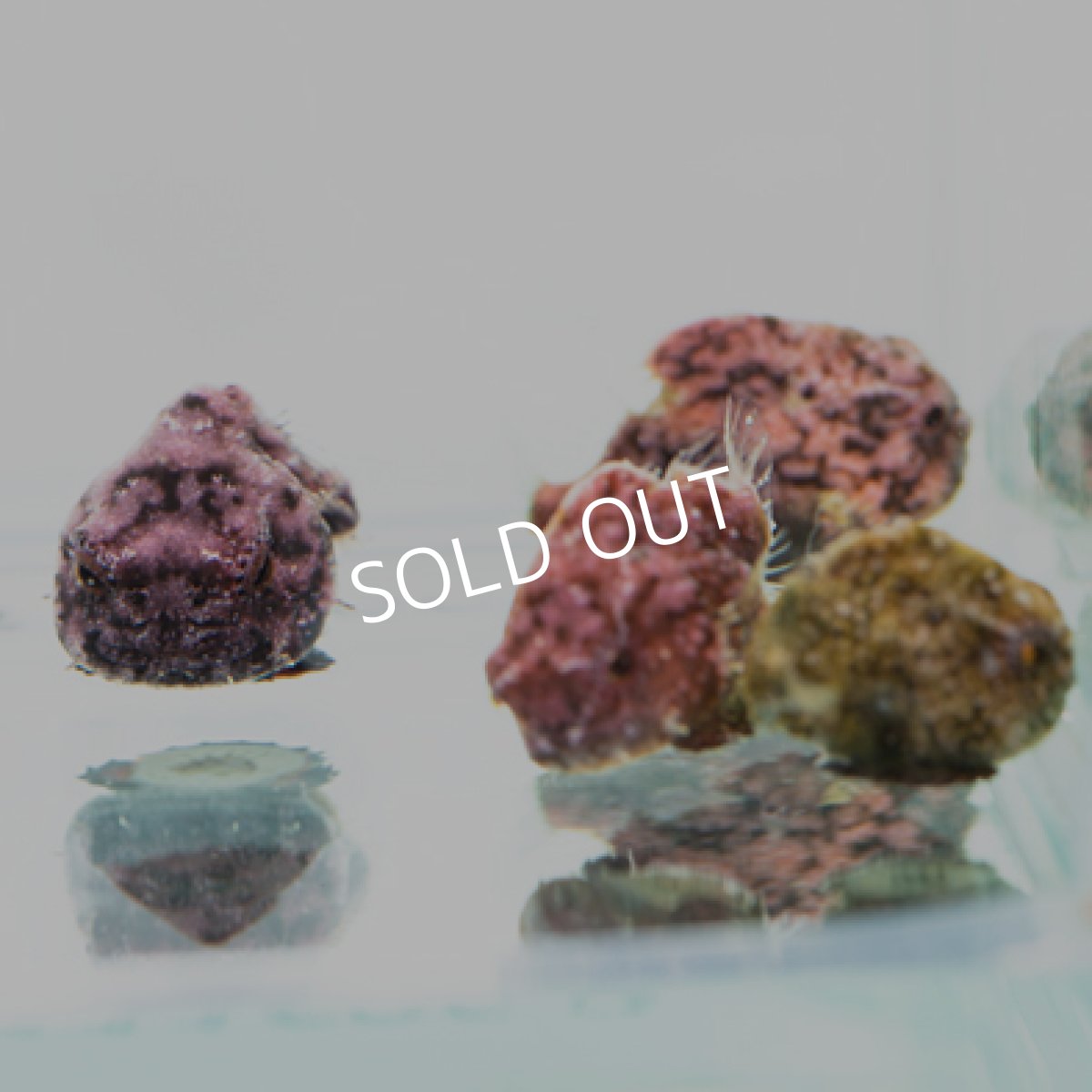 画像2: 近海産 ダンゴウオ(個体指定不可) (2)