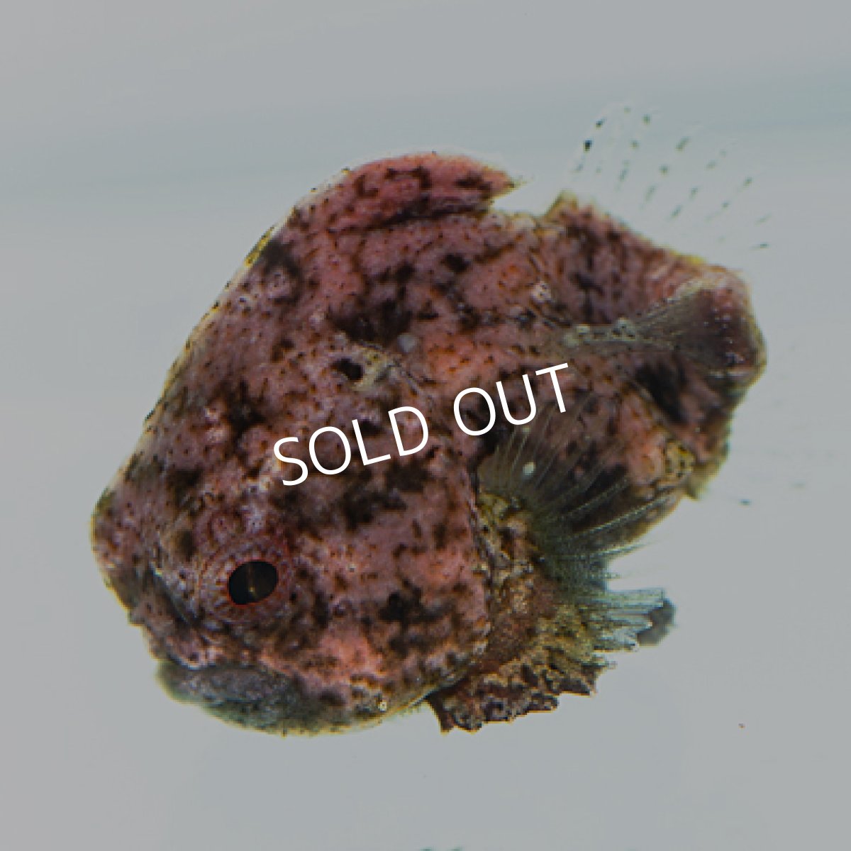 画像6: 近海産 ダンゴウオ(個体指定不可) (6)