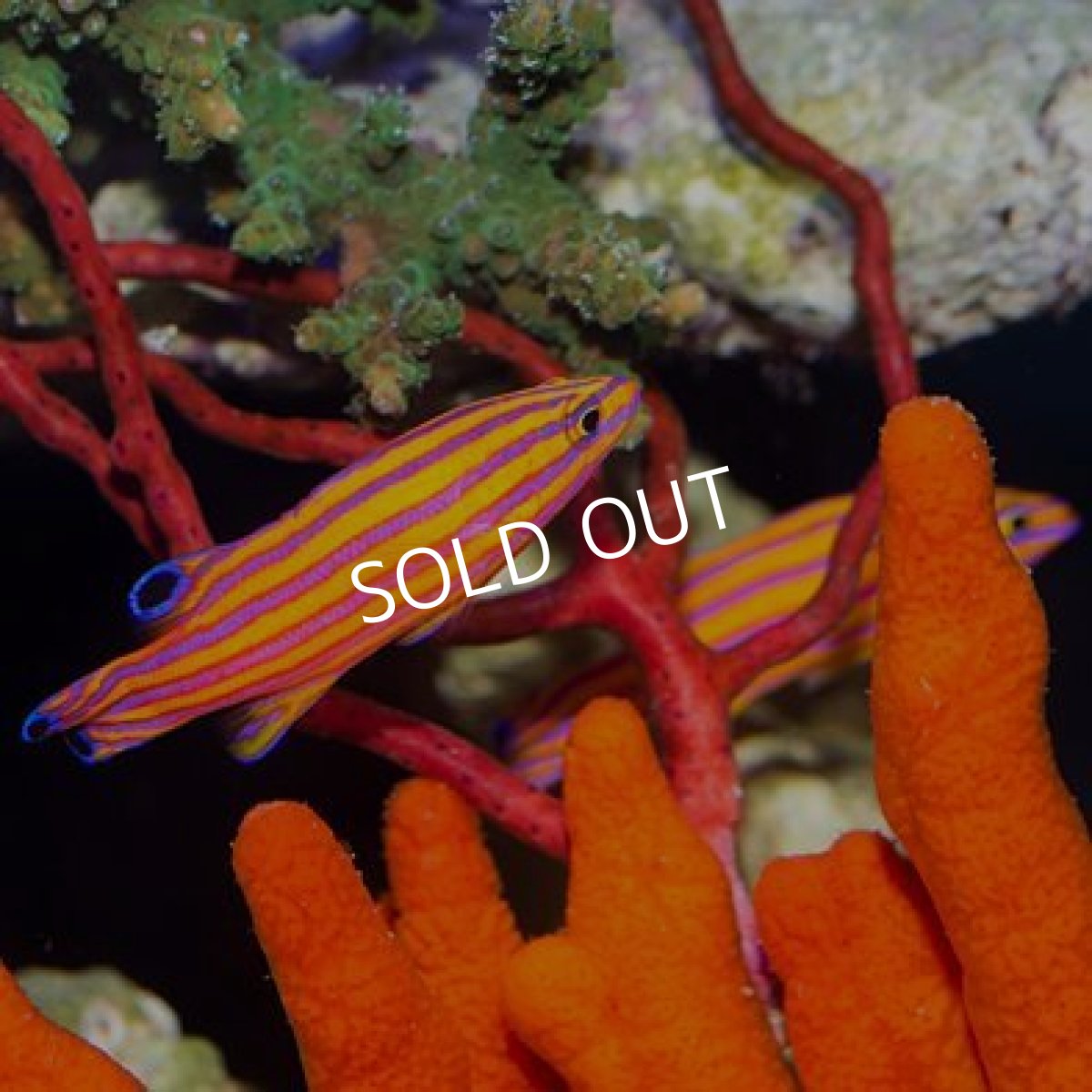 画像2: ■SALE20%off■キャンディバスレット ペア (2)