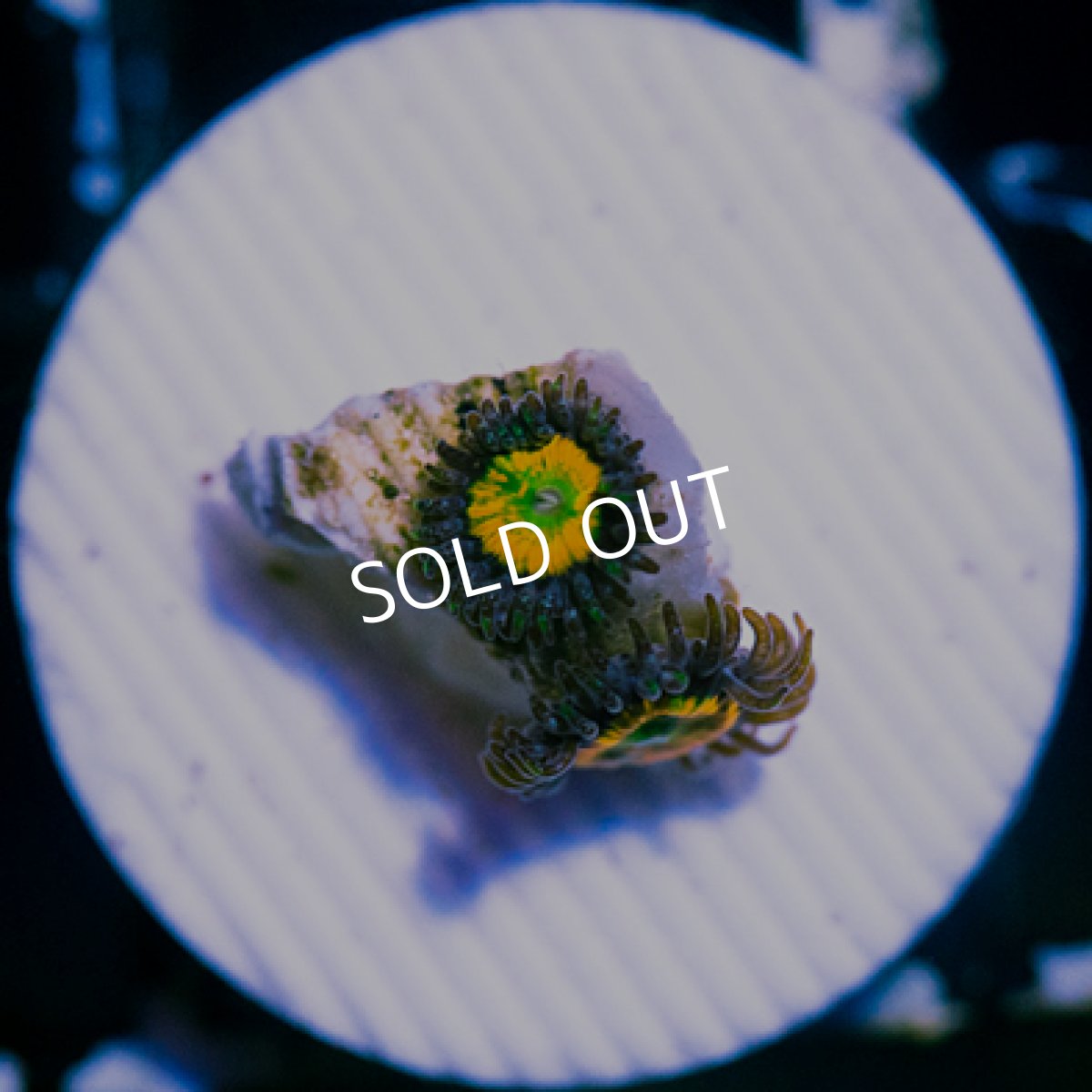 画像2: ◇Special Price◇ USAマメスナ　ロイグビブス　No.2 (2)