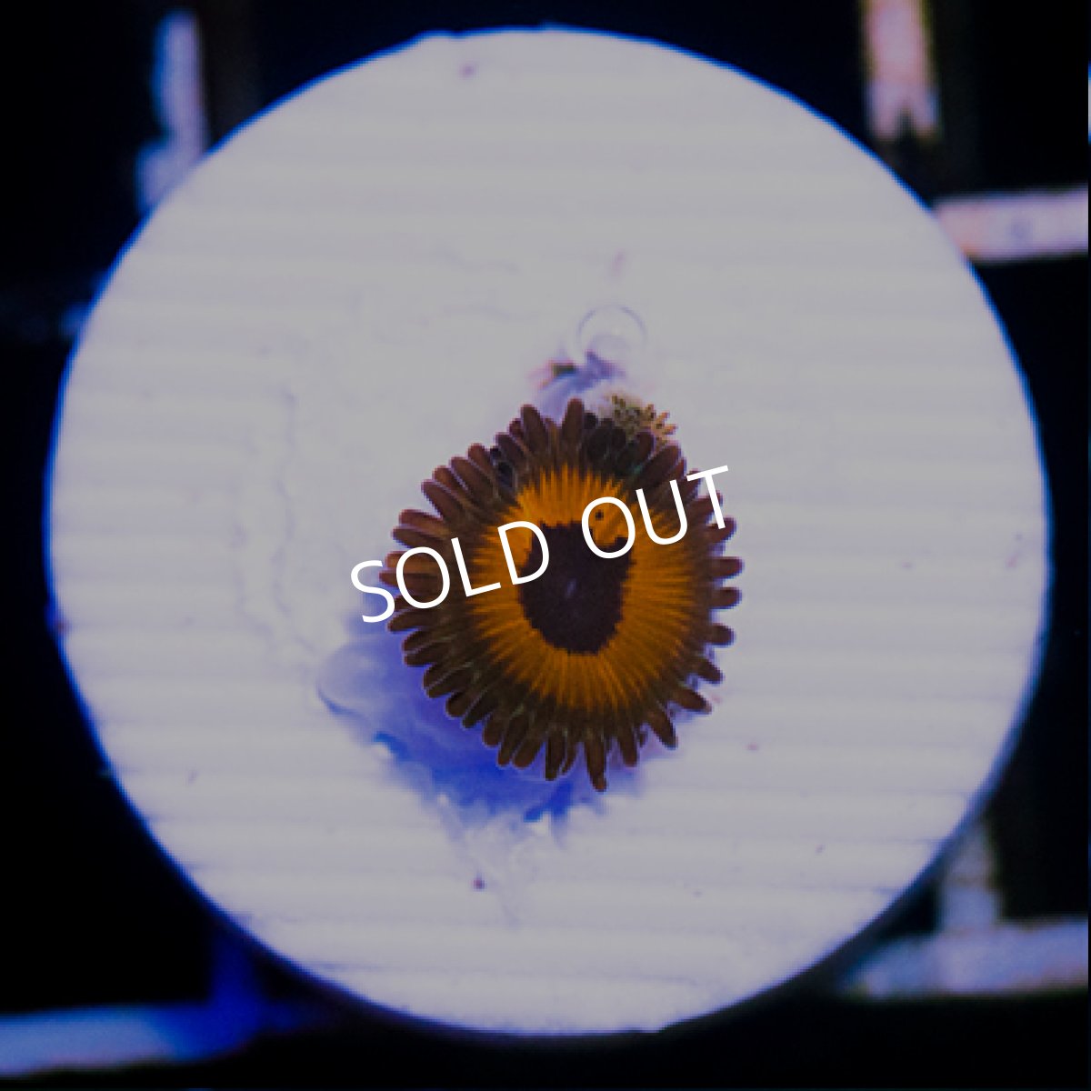 画像2: ◇Special Price◇ USAマメスナ　リバースラスタ No.1 (2)