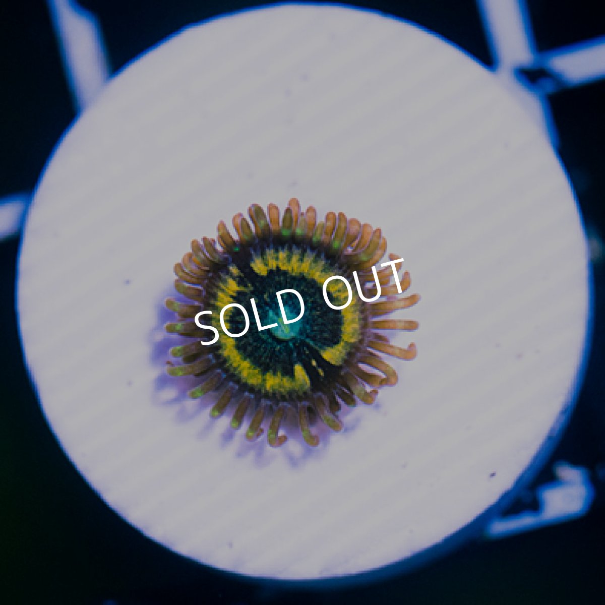 画像2: ◇Special Price◇ USAマメスナ　ペトログラフ (2)