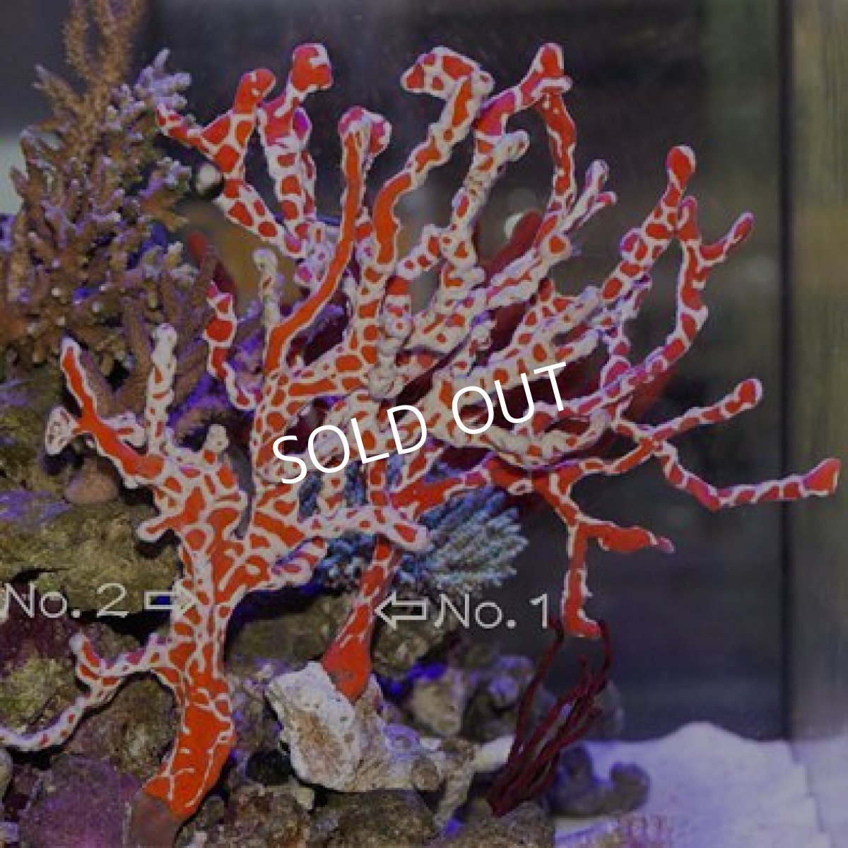 画像2: スパイダースポンジ　XL　No.1 (2)