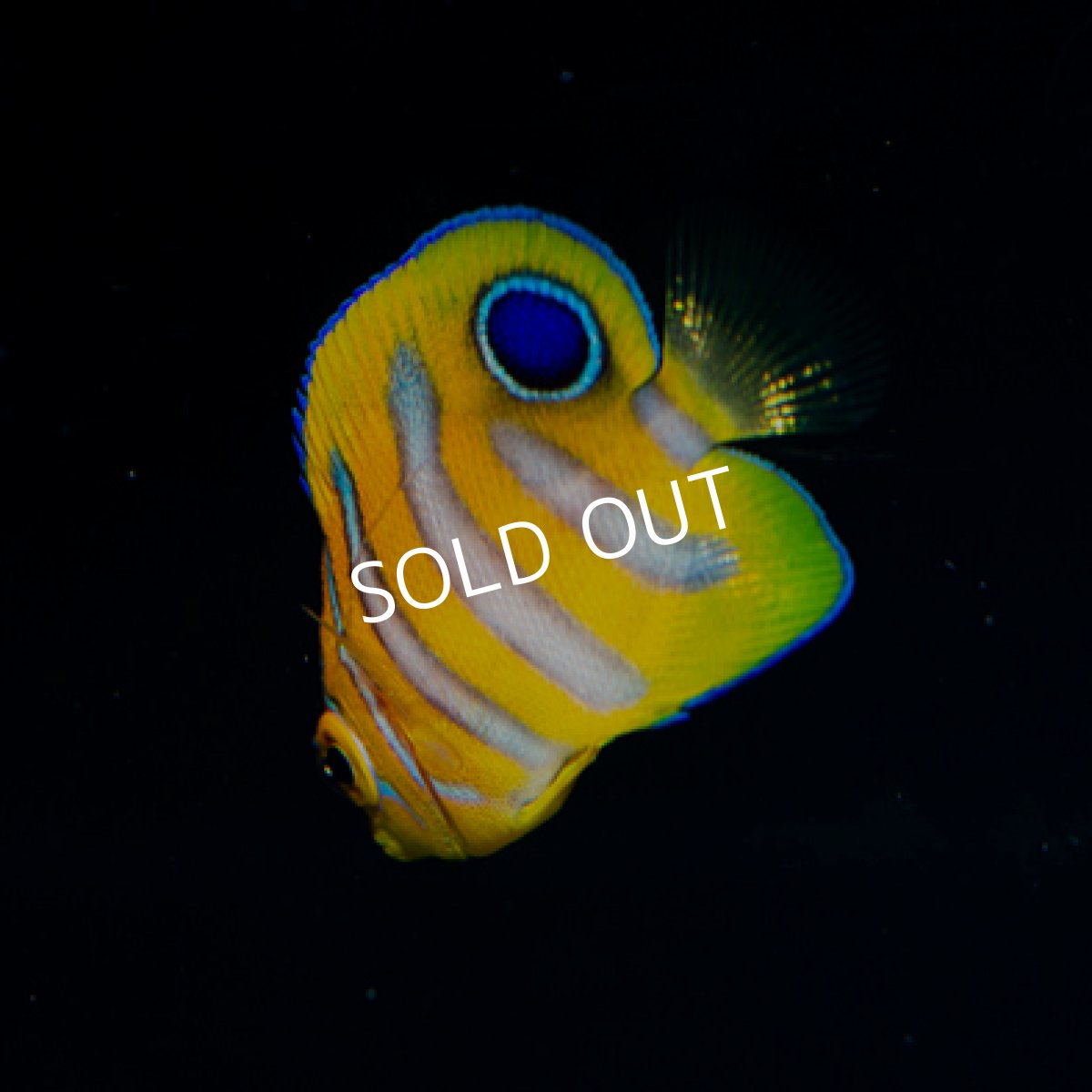 画像2: 八重山産 ニシキヤッコ SS (2)