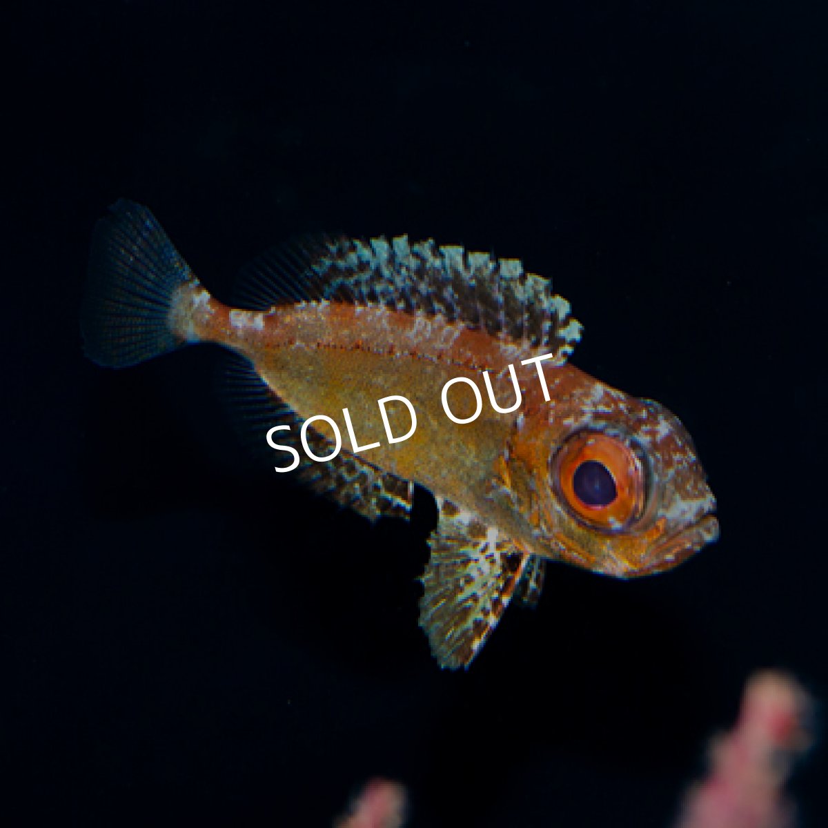 画像3: ダスクフィンブルズアイ (3)