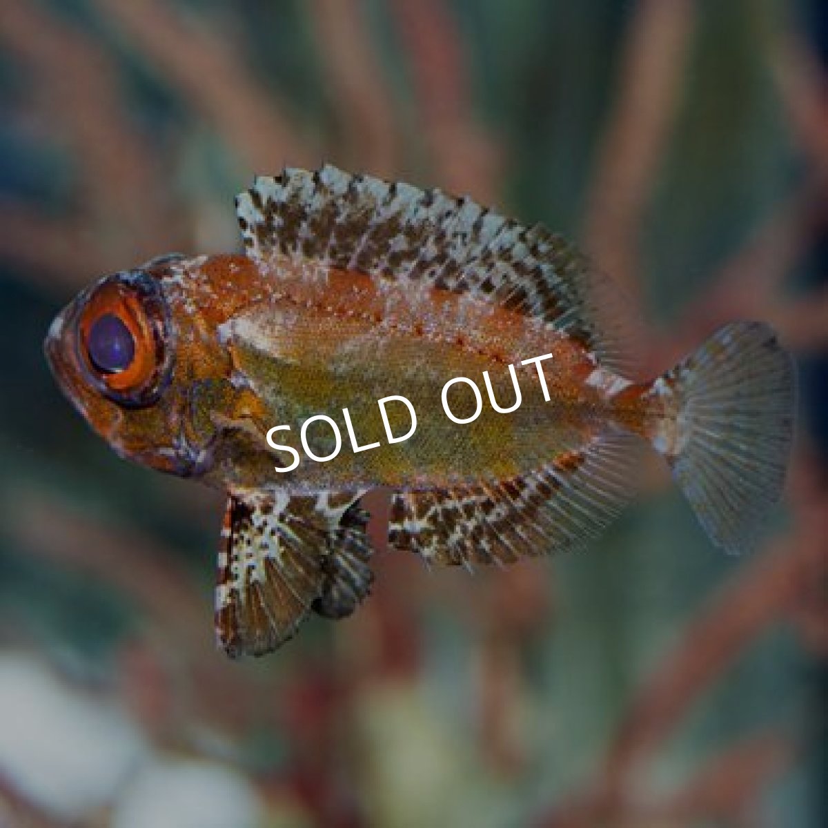 画像2: ダスクフィンブルズアイ (2)