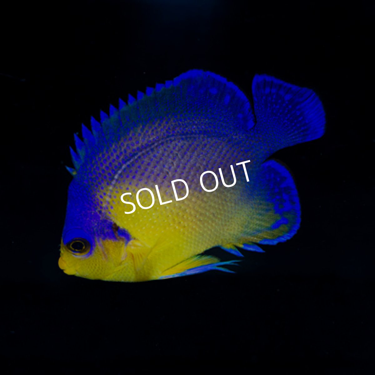 画像2: 八重山産 スミレヤッコ SM  (2)