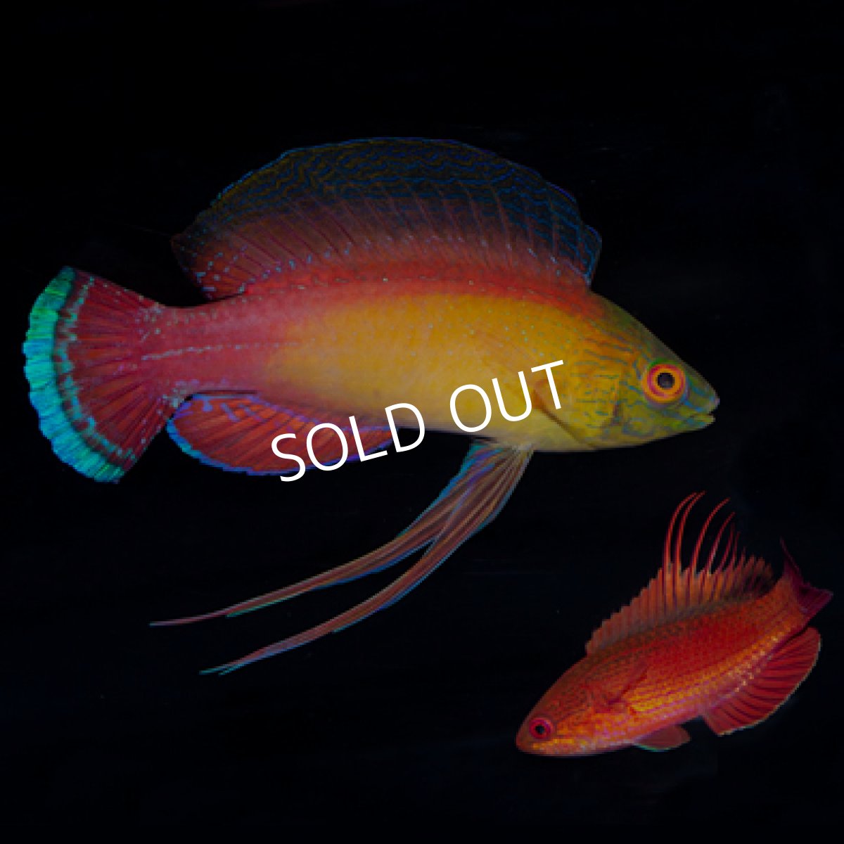 画像2: マニラ便 パイルズフェアリーラス オス (2)