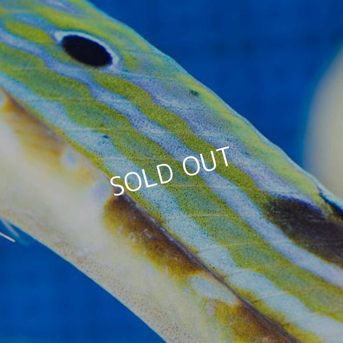 画像3: ウナギギンポ (3)