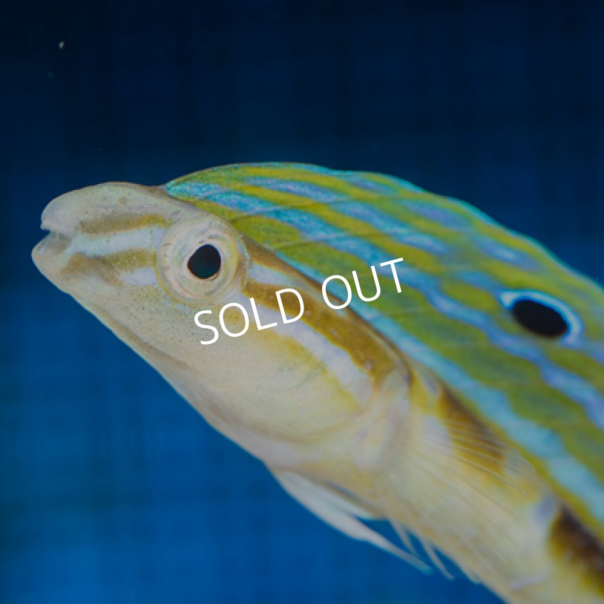 画像2: ウナギギンポ (2)