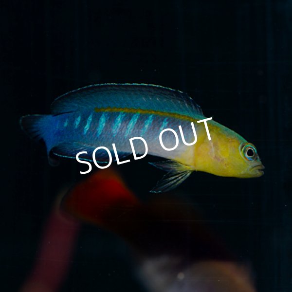 リュウキュウニセスズメ ペア 海水魚専門店 Ceppo Onlinestore