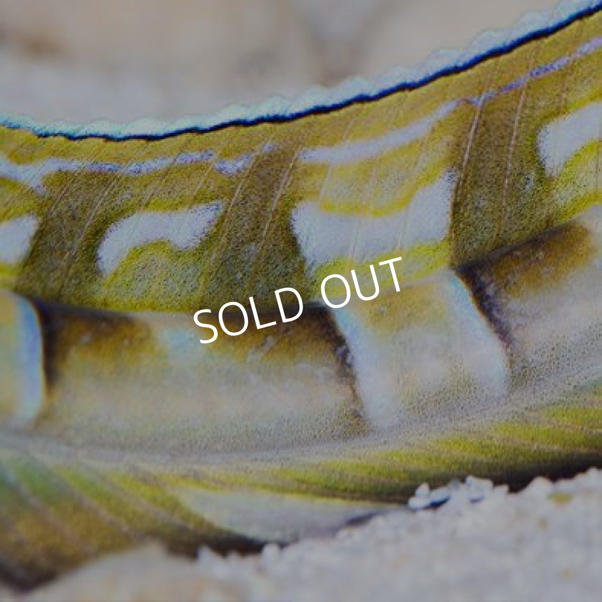 画像4: ウナギギンポ (4)