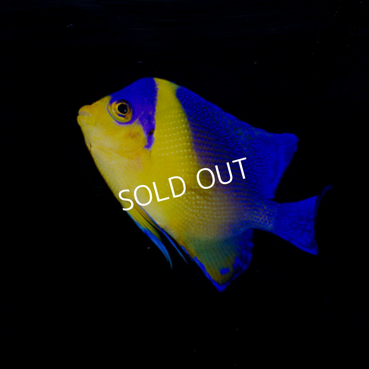 画像2: 八重山産 スミレヤッコ SM No.1 (2)